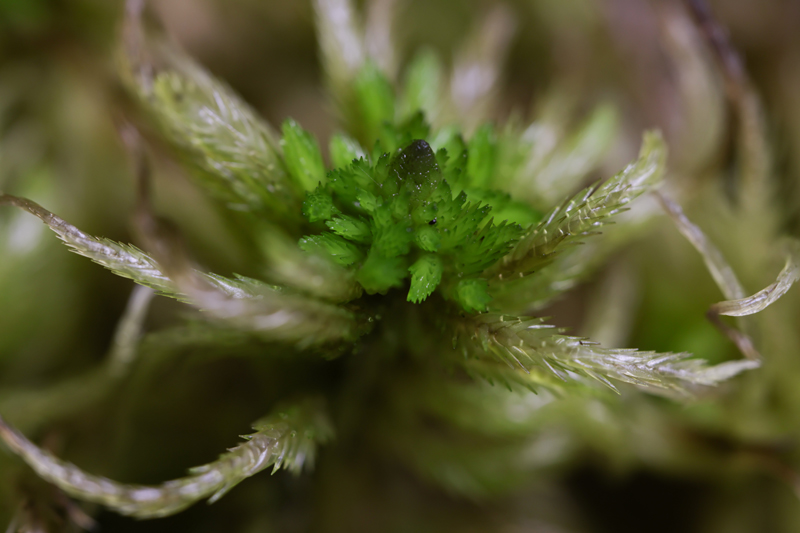 Sphagnum lindbergii